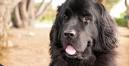 Breed Rescue | Petfinder