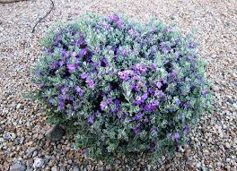 It is also useful for screening purposes and will not reseed. Privacy Hedges That Are Drought Tolerant 10 Socal Options Install It Direct