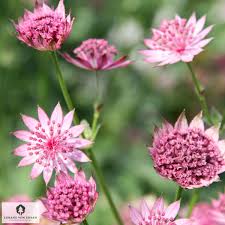 Image result for Astrantia major `Roma`