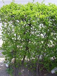 Image result for Ligustrum obtusifolium