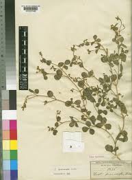 Image result for Crotalaria pisicarpa