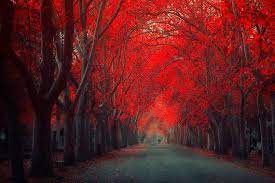 Art Print Of Red Leaves Forest Canvas Print Beautiful Red Etsy Forest Wallpaper Tree Hd Wallpaper Fall Wallpaper