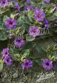 Image result for Mirabilis