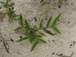 Image result for Urochloa