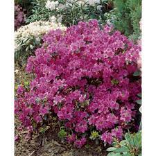 Azaleos « desséché » ♦ arbuste à feuilles persistantes ovales, vertes et luisantes (éricacées), cultivé pour ses fleurs très colorées. Obi Japanische Azalee Konigstein Violett Hohe Ca 5 10 Cm Topf Ca 2 L Azalea Kaufen Bei Obi