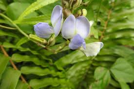 Image result for Psophocarpus scandens