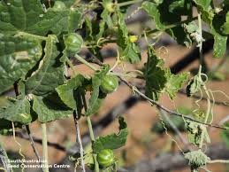 Image result for Cucumis maderaspatanus