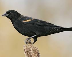 Black Bird With Red Stripe On Wing Red Winged Blackbird Black Bird Red Wing Blackbird Birds