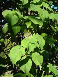 Image result for Dombeya torrida
