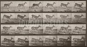 File:Virginia Deer, Buck, Galloping (1887).jpg - Wikimedia Commons