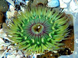 Pillar Point Ca Intertidal Pools Of Sea Life Beautiful Sea Creatures Sea Life Sea Animals