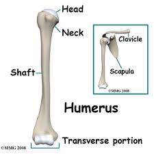 Image result for Humerus Bone