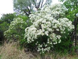 Image result for Pavetta cataractarum