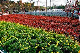 It is approximately 85km from ipoh or about 200km from kuala lumpur. Cameron Lavender Garden Cameron Highlands Malaysian Flavours