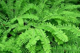 Image result for Synadenium glabratum