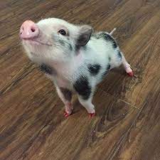 A few more pictures would have helped i think. 20 Piglets Whose Oinks You Would Love To Boop Cute Piglets Cute Baby Pigs Pet Pigs