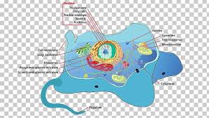 First, animal cells do not have chloroplasts. Plant Cell Flagellum Cel Lula Animal Png Clipart Animal Animal Cell Area Biology Cell Free Png
