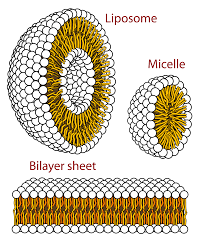 Micelle - Wikipedia