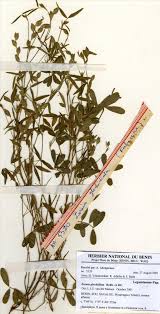 Image result for Zornia glochidiata