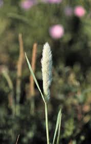 Image result for Polypogon monspeliensis