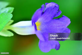 Image result for Thunbergia vogeliana