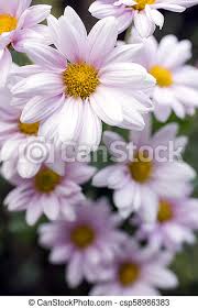This photo is about roses, white, yellow. Pale Pink Chrysanthemum Pale Pink Petals And Yellow Center Chrysanthemum Flowers In Vertical Composition Canstock