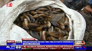 Kaki merupakan otot terbesar yang ada pada badan kijing, yang digunakan untuk bergerak dan menggali. Cara Cari Kerang Air Tawar By I Iwaig