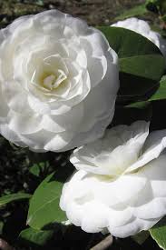 Buy Alba Plena Camellia Plants Free Shipping For Sale From Wilson Bros Gardens Online Camellia Plant Garden Online Plants