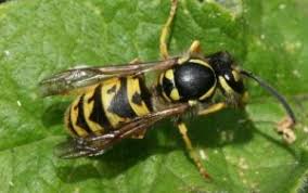 Check spelling or type a new query. How To Get Rid Of A Wasp S Nest Wasp Removal Fantastic Pest Control