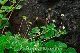 Image result for Boerhavia repens
