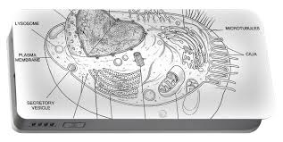 Maybe you would like to learn more about one of these? Animal Cell Diagram Portable Battery Charger For Sale By Science Source