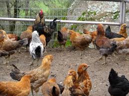Terra Forming Terra When The Chickens Come Home To Roost Best Egg Laying Chickens Chicken Breeds Chickens Backyard