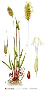 Image result for Anthoxanthum