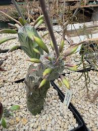 Image result for Psychotria succulenta