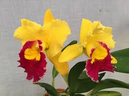 Rhyncholaeliocattleya Taiwan Ruby T Y 6 Chyong Guu Chaffinch X Chunyeah Z 21400 Rhyncholaeliocattleya Brassolaeliocattleya Cattleya Yellow Orchid Orc Orchid Flower Orchids Flowers