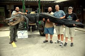 Santee hunt results in 762-pound gator for Summerville party
