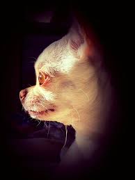 Pin By Nicole O On Chihuahuas Chihuahua Love Chihuahua Dogs Chihuahua Lover