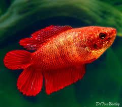 Due to selective breeding, the ever popular male betta splendens, or siamese fighting fish, is now available in an enormous array of colours and tail types. Premium Female Natural Twin Tail Red Betta Fish