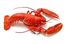 I'm at red lobster rn (self.redlobster). German Translation Of Lobster Collins English German Dictionary
