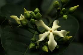 Image result for Voacanga