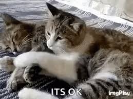 Its Ok Comfort Gif Itsok Comfort Cats Discover Share Gifs Cute Animals Animals Cats