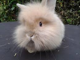 Rabbits spawn above grass, snow blocks or sand.they generate individually after the generation of the world. Bunnies And Rabbits Hares Suggestions Minecraft Java Edition Minecraft Forum Minecraft Forum