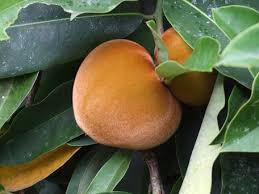 Image result for Ebenaceae