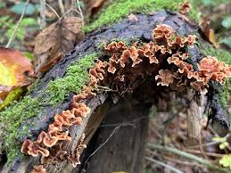 Image result for Craterostigma hirsutum