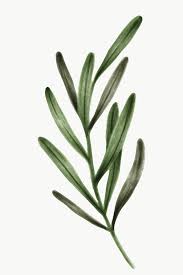 Download Premium Png Of Hand Drawn Eucalyptus Leaves Transparent Png How To Draw Hands Green Leaf Background Eucalyptus Leaves