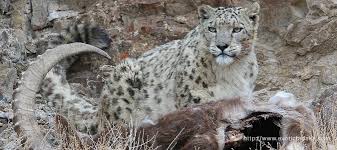 Trekking Wildlife Snow Leopard Birding Cultural Biking Rafting And Cycling Trip Tour With Local Tour Operator And Travel Agent From Leh Ladakh I tried thrice in three years to find some decent images of snow leopard and had amazing experiences during all my expeditions. travel agent from leh ladakh