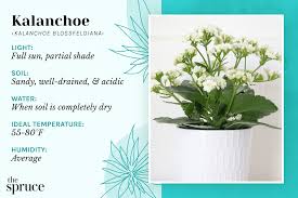 Image result for Kalanchoe rosalina