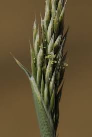 Image result for Centropodia