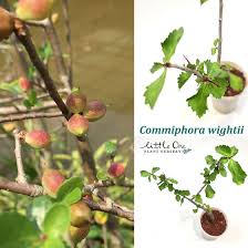 Image result for Commiphora africana