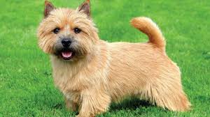 30 Small Hypoallergenic Dogs That Don T Shed Barking Royalty In 2020 Best Small Dogs Norwich Terrier Best Small Dog Breeds